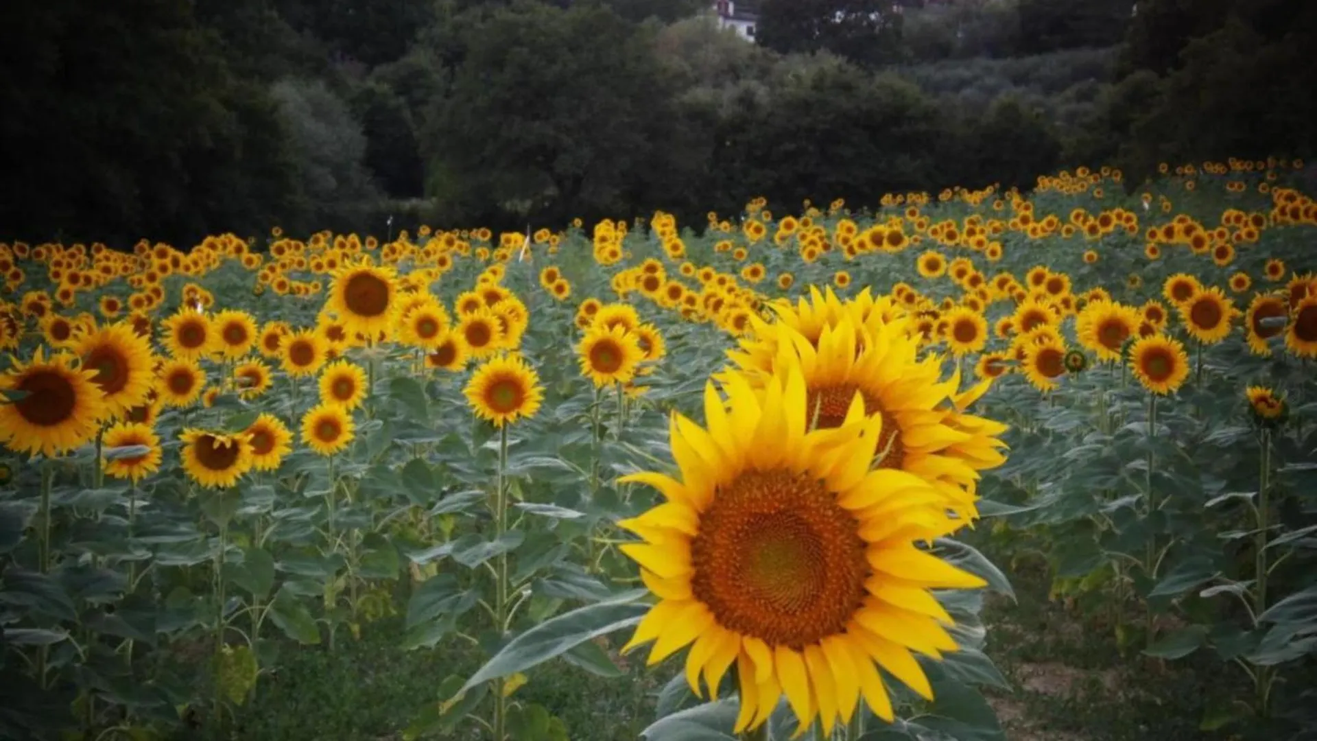 Gospodarstwo agroturystyczne Agriturismo La Capacciola Sinalunga